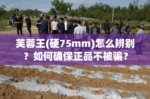 芙蓉王(硬75mm)怎么辨别？如何确保正品不被骗？